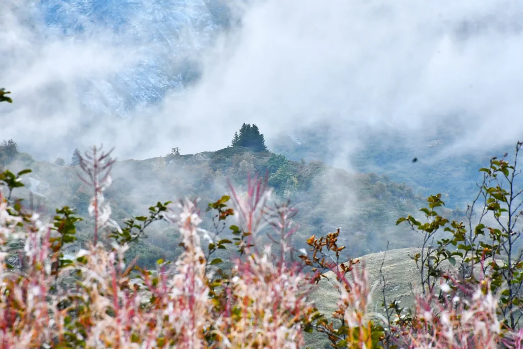 Deux sapins isolés entourés de nuages avec au premier plan un par-terre de plante rosées
