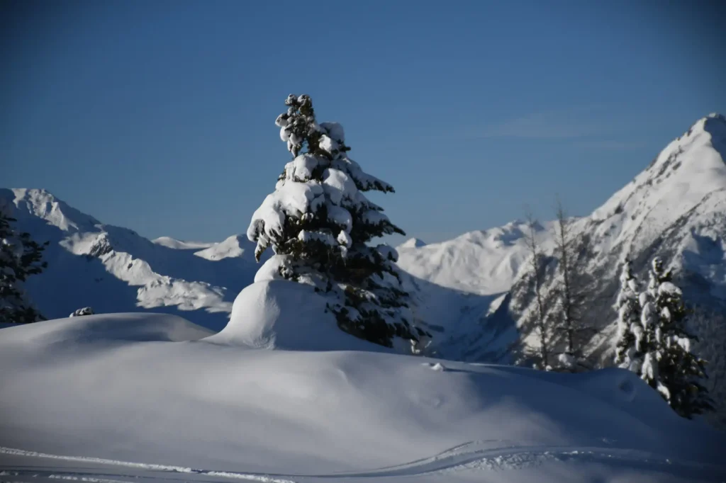 pin enneigé entouré de montagnes et d'un ciel bleu en plein hiver