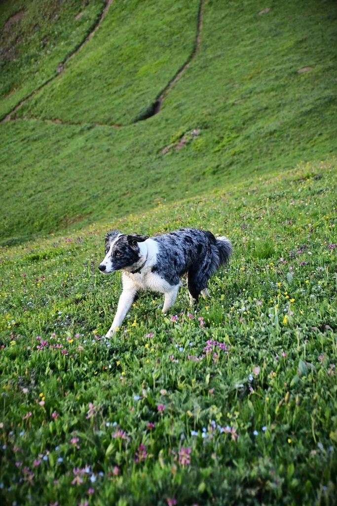 chien en pleine montagne
