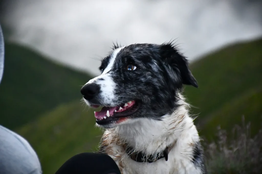 portrait chien en pleine montagne