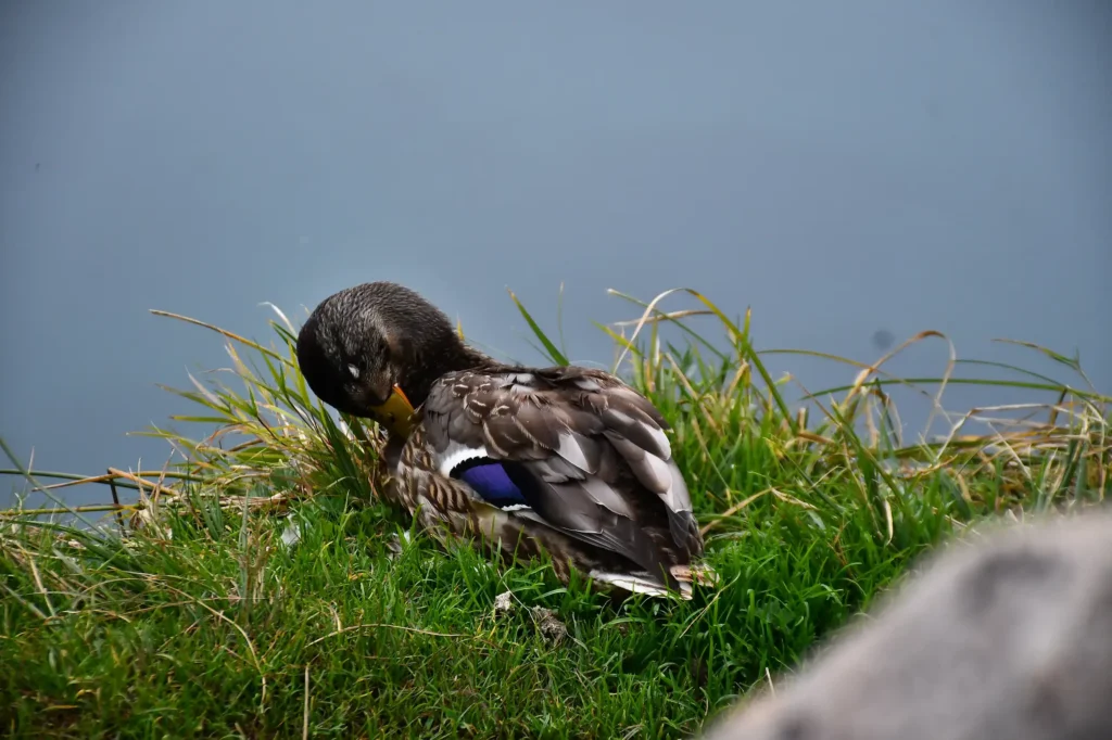 canard sur l'herbe au bord d'un lac