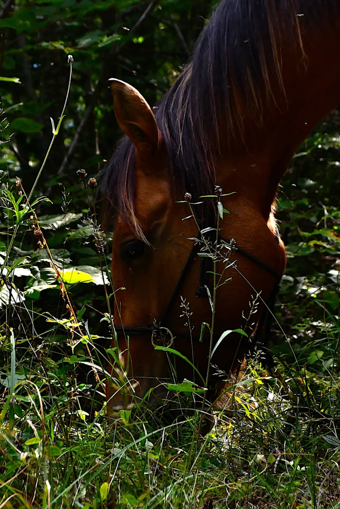 Cheval mangeant de l'herbe en forêt en montagne