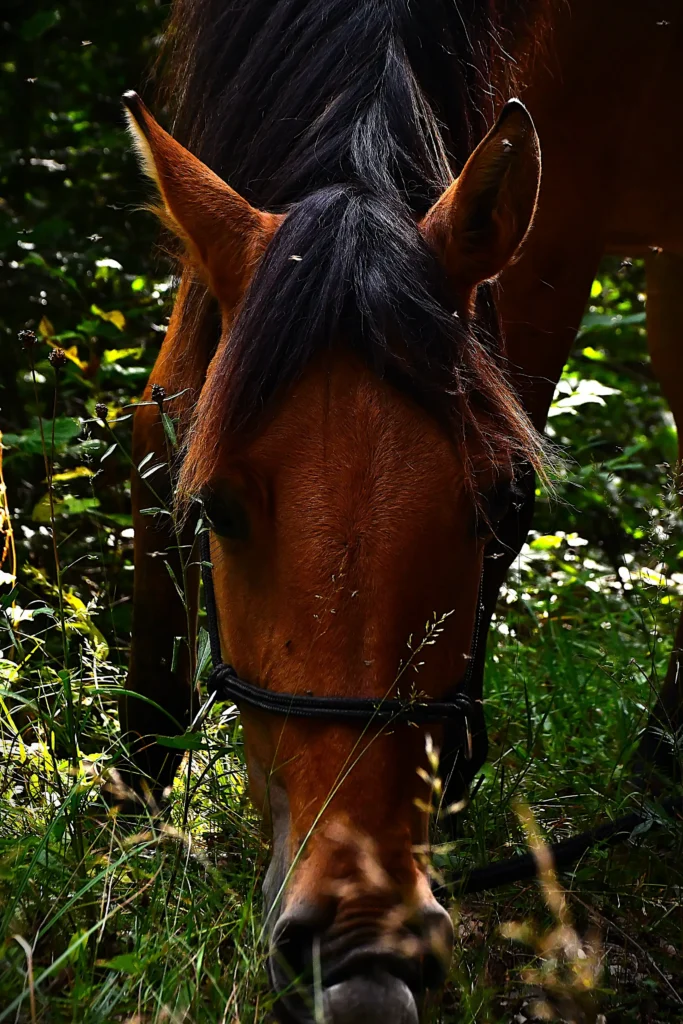 Cheval mangeant de l'herbe en forêt en montagne