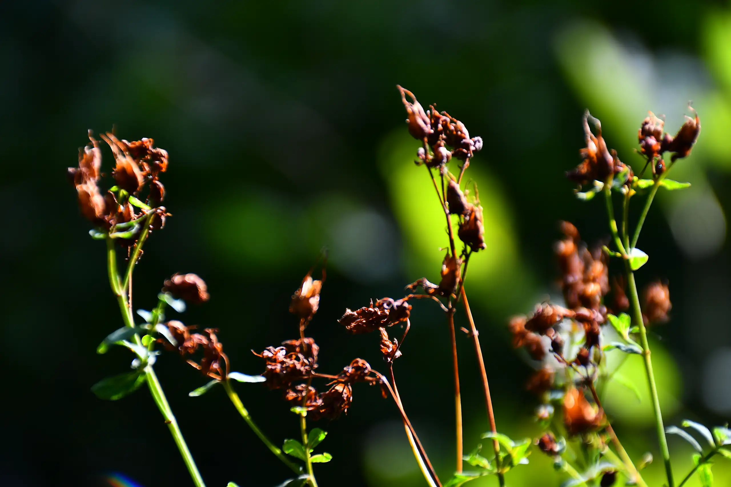 plantes en forêt