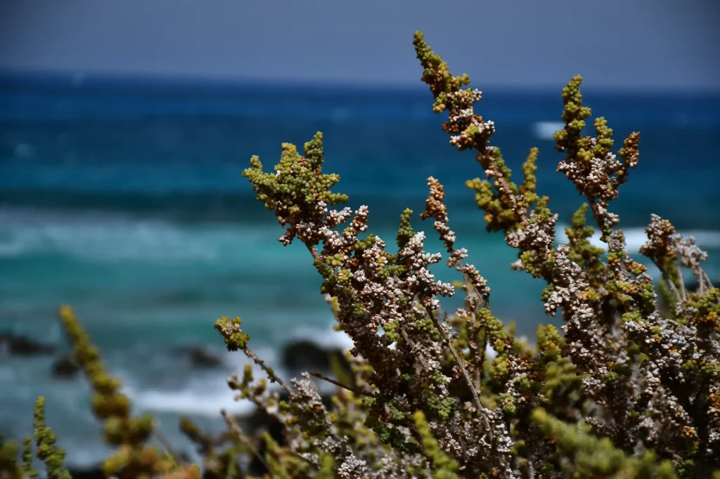 plantes en premier plan avec l'océan derrière