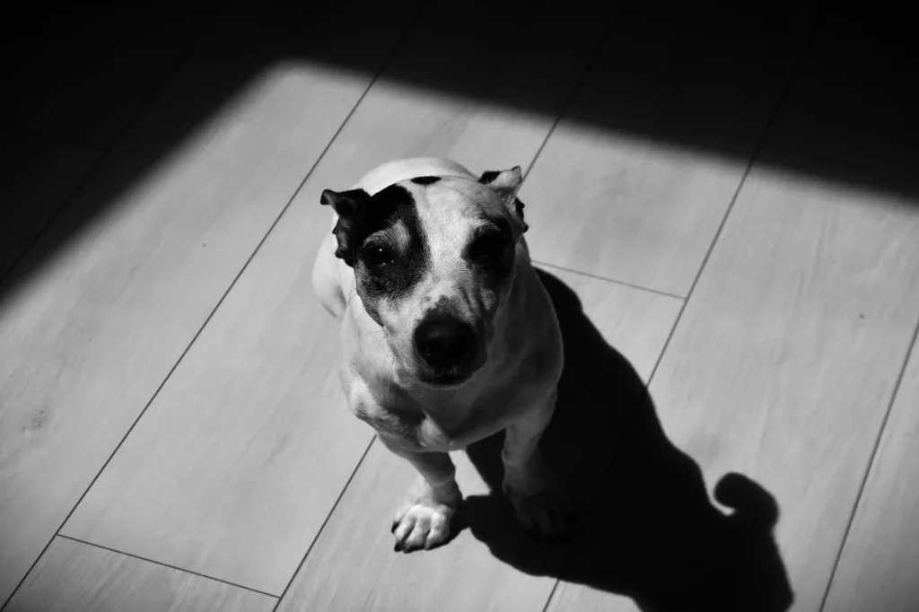 chien assis dans un carré de lumière