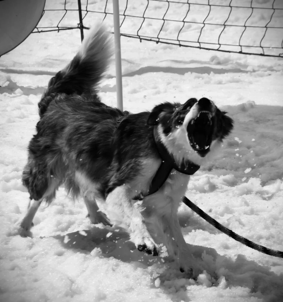 chien en pleine montagne