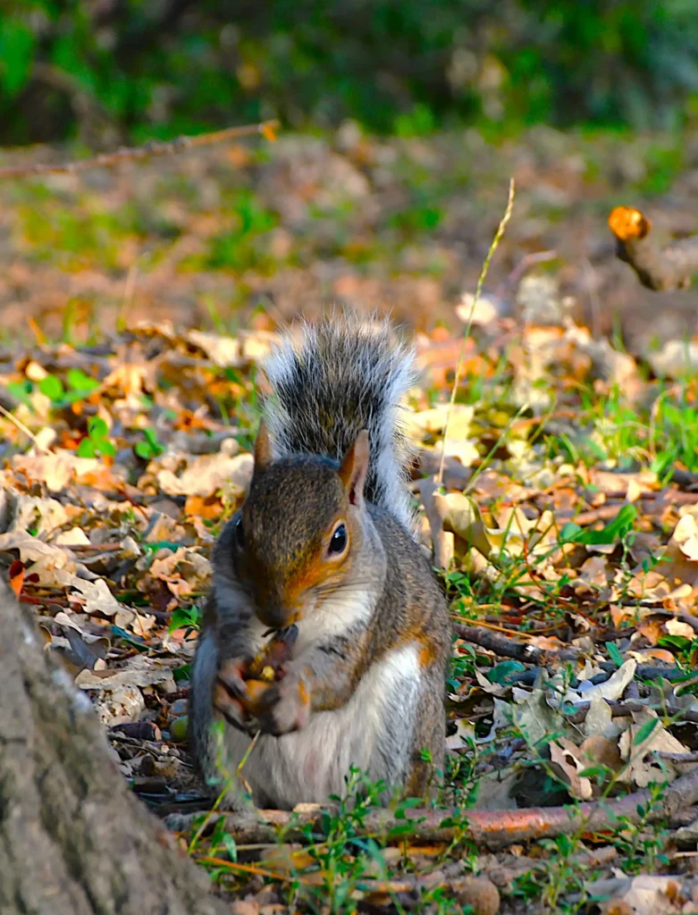 écureuil en train de manger au pied d'un arbre en automne avec pleins de feuilles mortes autour de lui