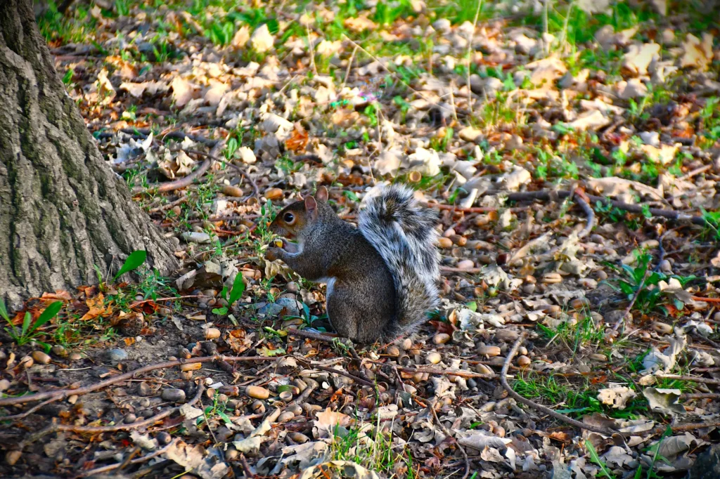écureuil en train de manger au pied d'un arbre en automne avec pleins de feuilles mortes autour de lui