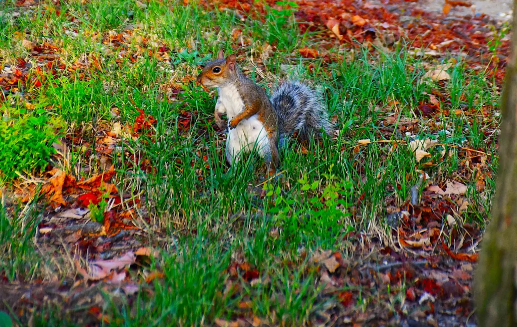écureuil au pied d'un arbre en automne avec pleins de feuilles mortes autour de lui