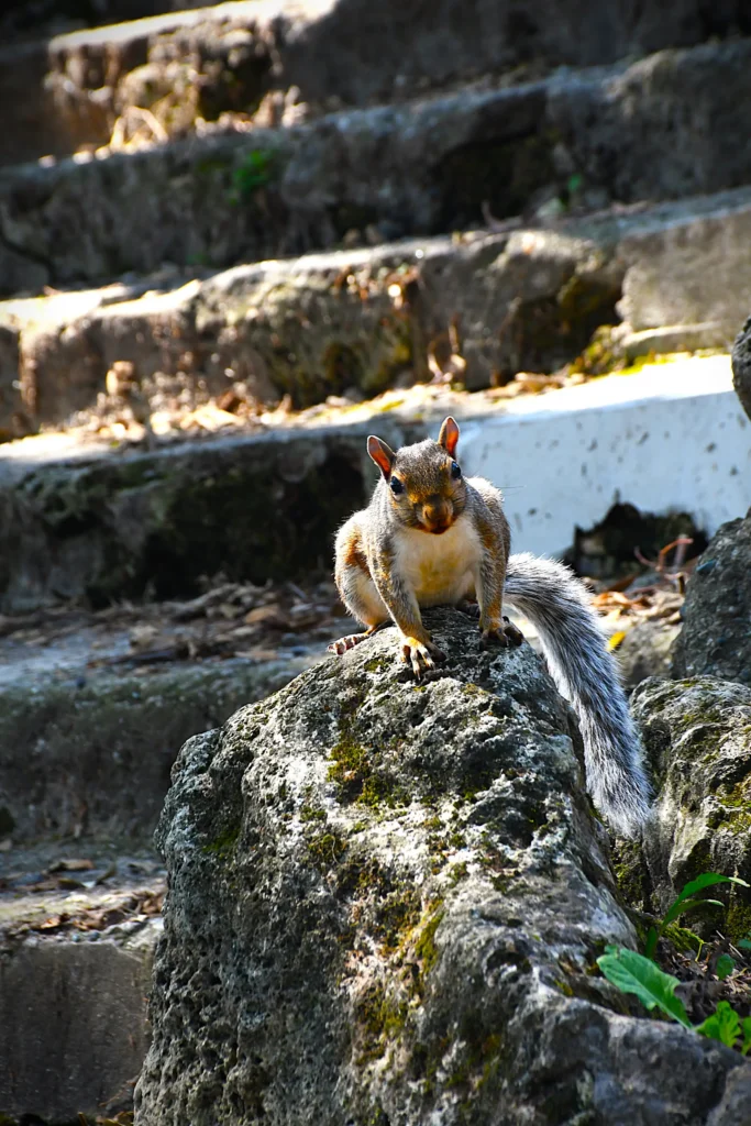 écureuil sur une roche avec des escaliers en arrière plan