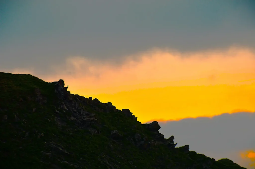 bouquetins au centre de la photo sur une montagne avec un fond nuageux mais où le soleil apparaît