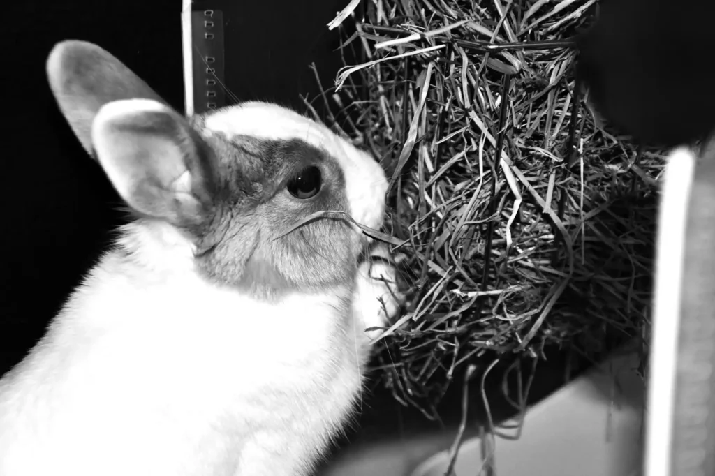 lapin en train de manger