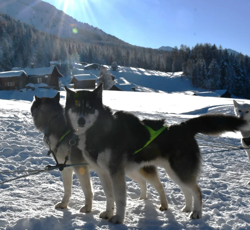 Chiens de traineaux attachés au départ d'une balade avec des chalet au second plan