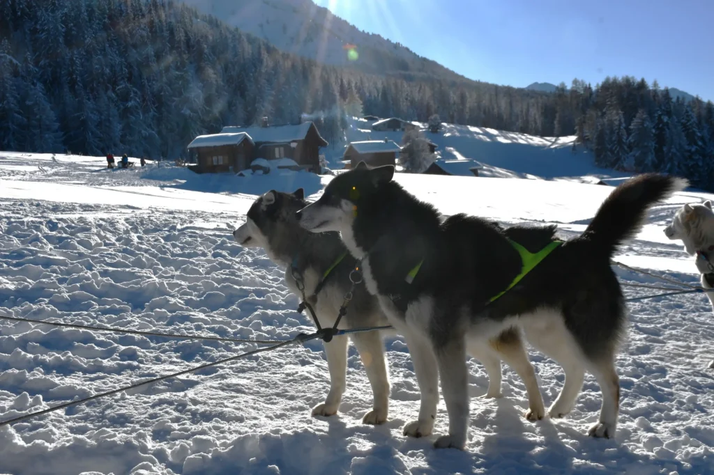 Chiens de traineaux attachés au départ d'une balade avec des chalet au second plan