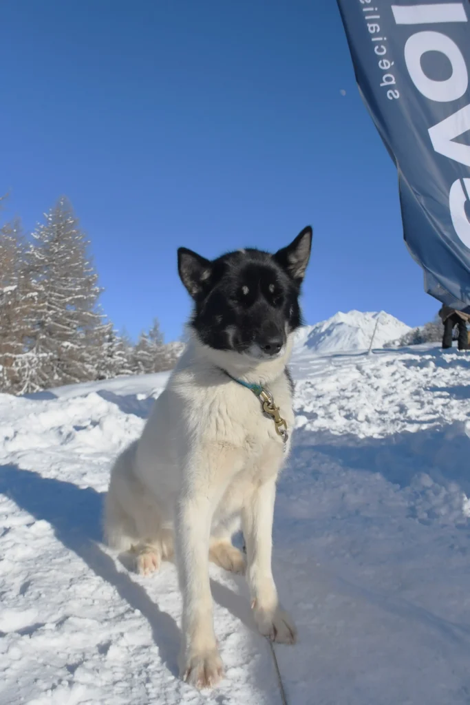 chien de traineau