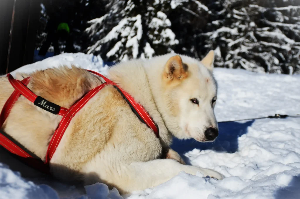 chien de traineau