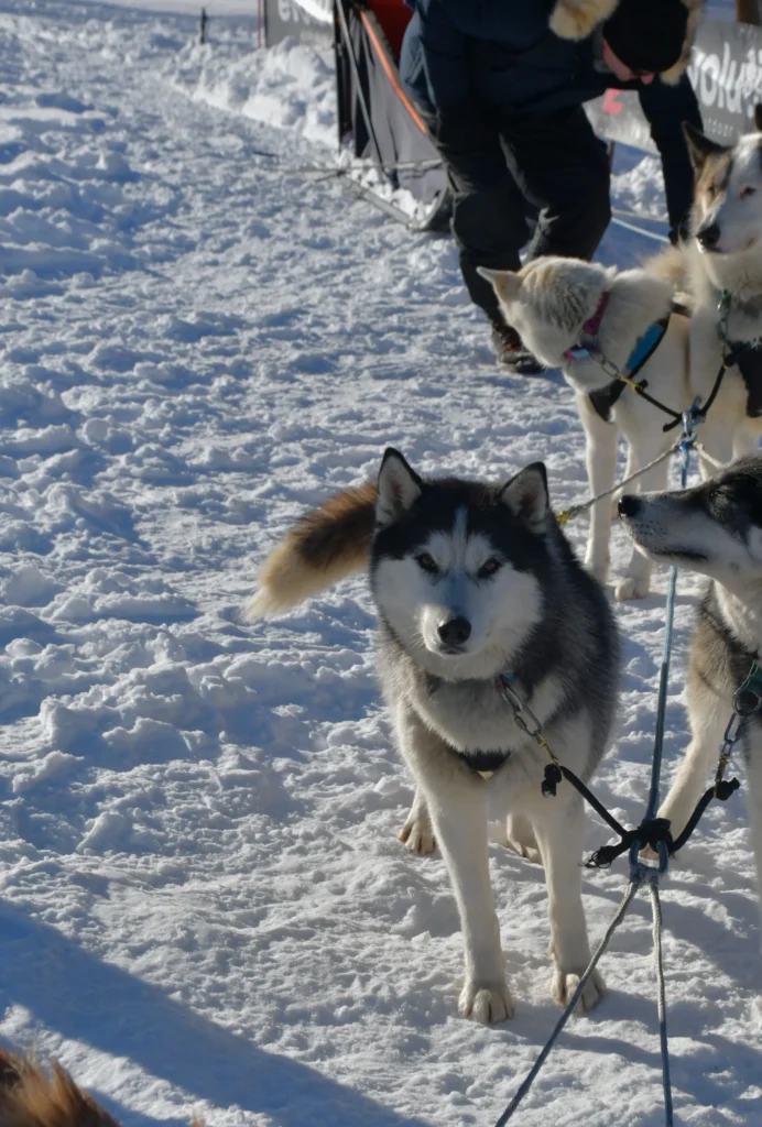 Chiens de traineaux attachés au départ d'une balade