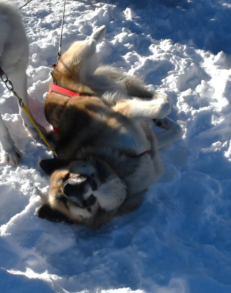 Chiens de traineaux attachés au départ d'une balade