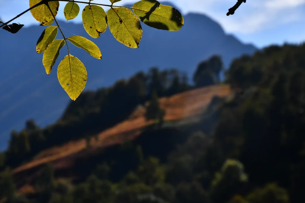 feuille avec un bout de toile d'araignée lors d'une randonnée dans les Pyrénées