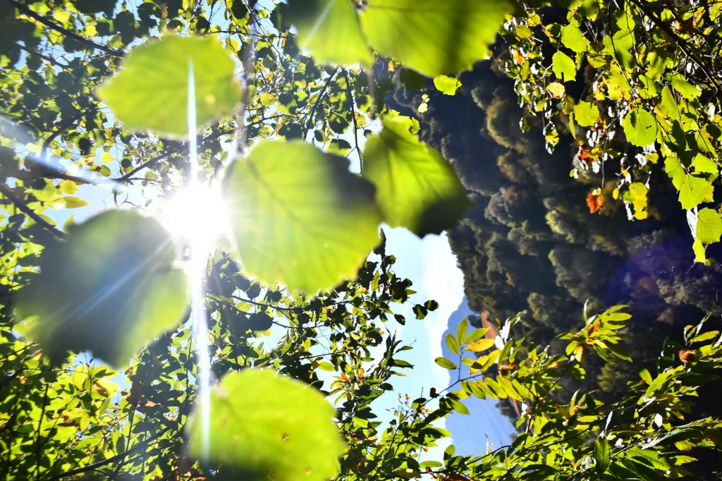 feuilles lors d'une randonnée dans les Pyrénées