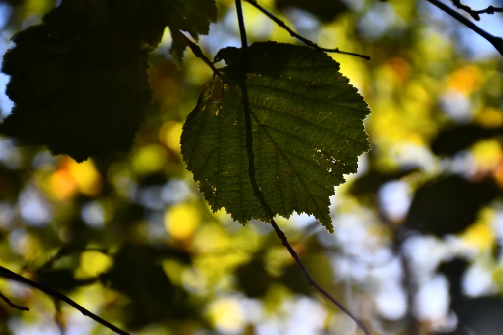 feuilles lors d'une randonnée dans les Pyrénées
