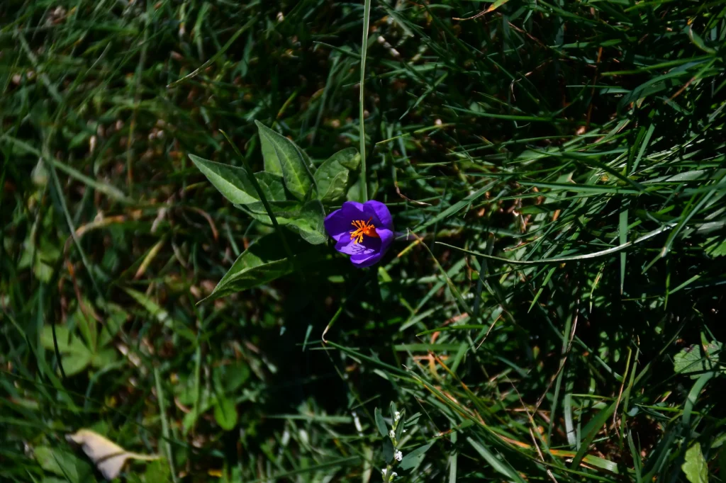 fleur dans les Pyrénées
