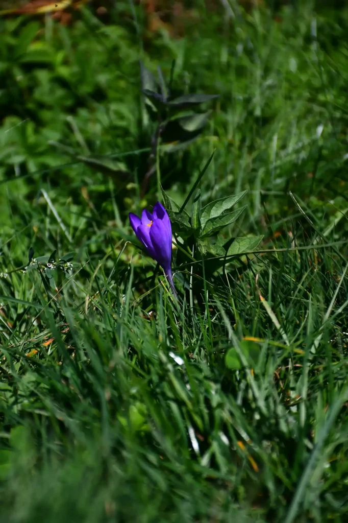 fleur dans les Pyrénées