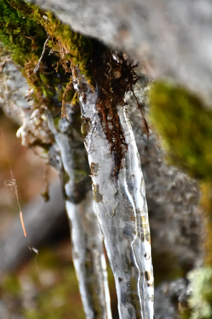 Photo de nature : stalactites à l'automne à La Plagne