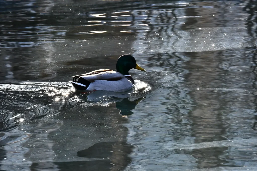 canard sur l'eau