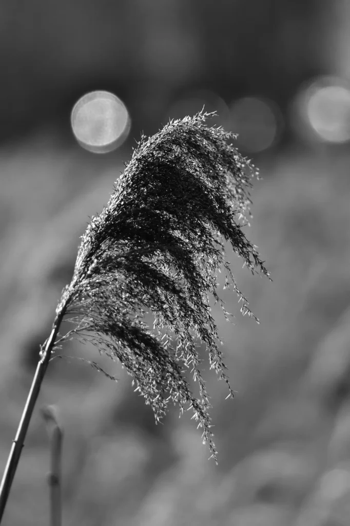 fougère au bord des marais