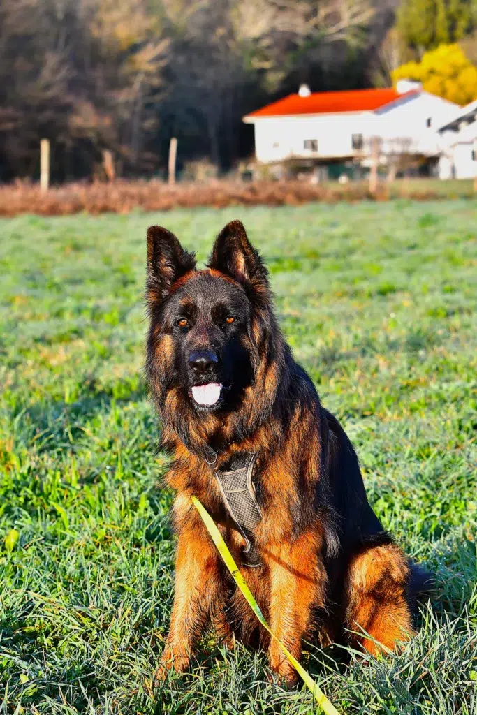 photo d'un chien assis dans un champ