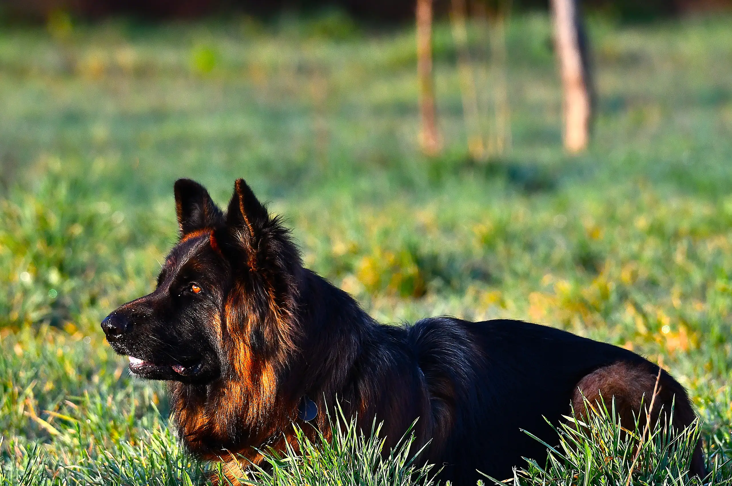 photo d'un chien couché dans un champ