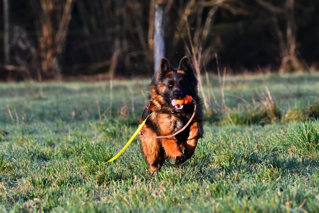 photo d'un chien courant dans un champ