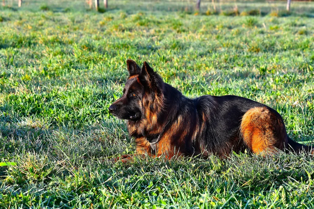 photo d'un chien couché dans un champ