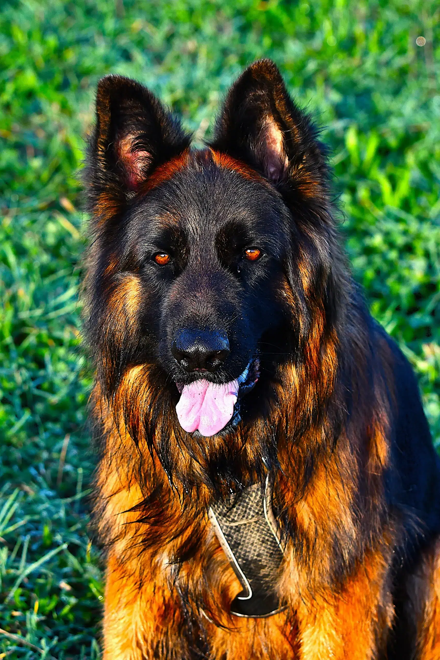 photo d'un chien assis dans un champ