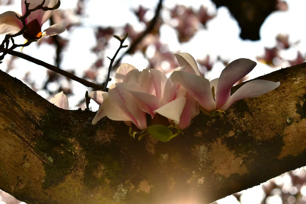 fleurs prises à Pau en Mars 2026