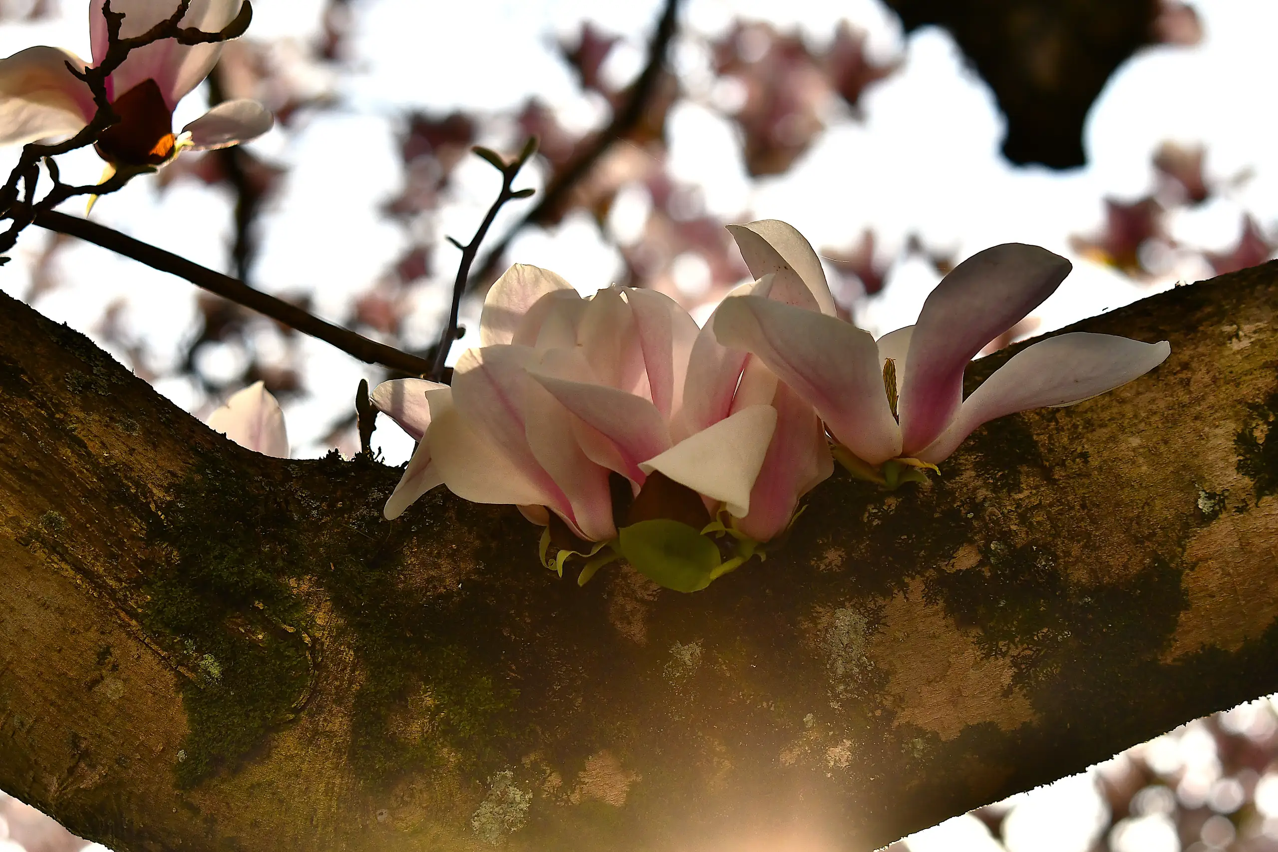 fleurs prises à Pau en Mars 2026