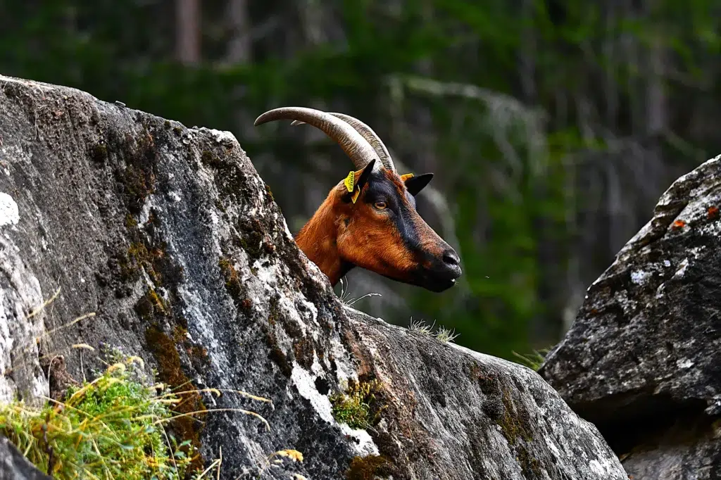chèvre