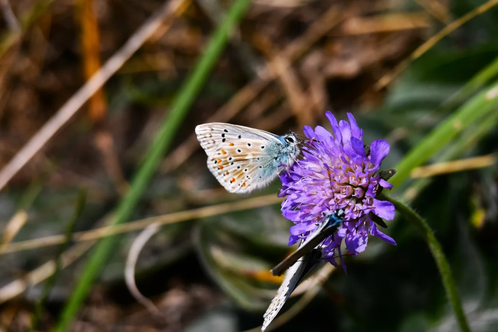 papillons