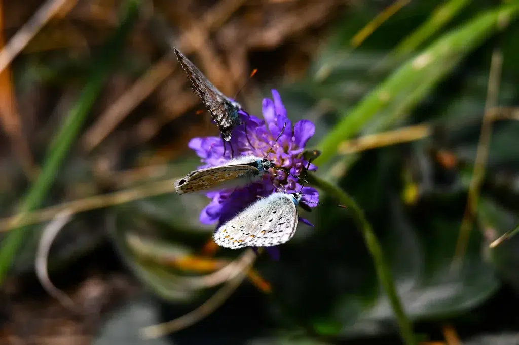 papillons
