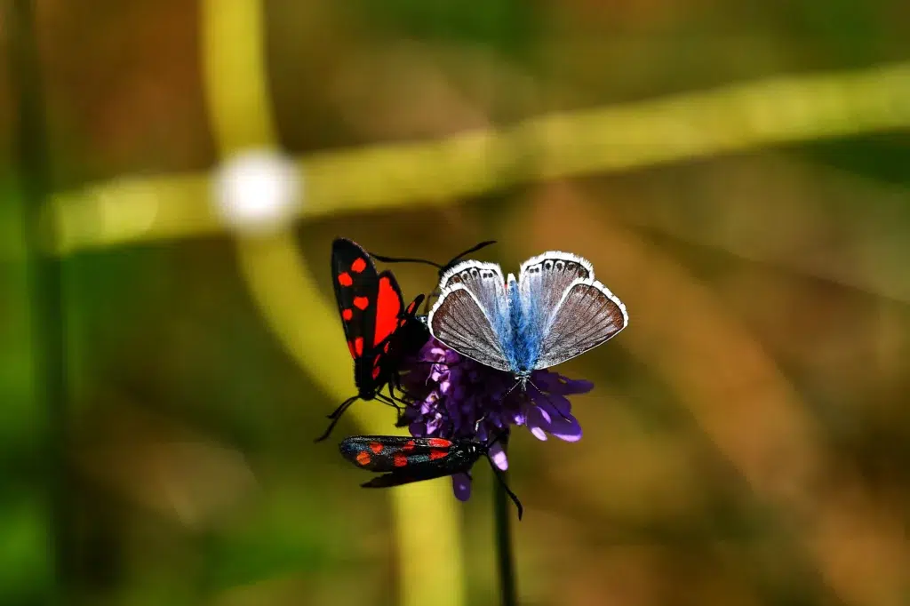 papillons